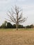 Parched meadow and a bare tree in a meadow landscape in late summer.