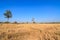 Parched rice field in countryside of Thailand