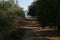 Parched sand way between trees on greek island, Kefalonia, Greece