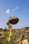 Parched sunflowers