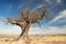 Parched tree in the desert