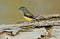 Pardalote Bird