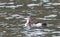 Parelduiker, Black-throated Loon, Gavia arctica