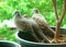 Parent bird and baby bird of Wild Zebra Dove family relaxing together