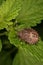 Parent bug (Elasmucha grisea)