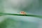 Parent bug Elasmucha grisea, shield bug, stink bug, family of