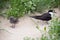 Parent and chick, sooty tern, Lord Howe Island