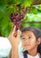 Parent and child hand checking and harvesting bunch of red grape
