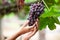 Parent and child hand checking and harvesting bunch of red grape