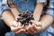 Parent and child holding bunch of red grapes harvested by themselve together in the vineyard