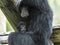 Parent and child siamang ape