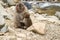 Parent and child snow monkey in Jigokudani Yaen-Koen, Japan