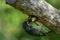 Parent copper smith barbet feeding baby nestling