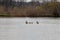 Parent ducks swim next to their ducklings on a protected pond and enjoy the summer days