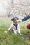 Parent gets the attention of his child and hands him a piece of snack on a trip in nature. An Australian Shepherd puppy looks at