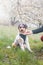 Parent gets the attention of his child and hands him a piece of snack on a trip in nature. An Australian Shepherd puppy looks at