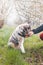 Parent gets the attention of his child and hands him a piece of snack on a trip in nature. An Australian Shepherd puppy looks at