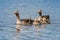 Parent Greylag Geese With Goslings
