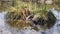 Parent Pukeko bringing food to chicks on swamp nest