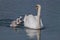 Parent Swan
