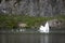 Parent swans are diving food fot their babies at lake with rocks