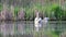 Parent Swans Feeding Their Seven Cygnets in the Early of May, Lexington, USA