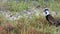 Parents And Baby Chicks in The Lapwing Birds Family