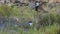 Parents And Baby Chicks in The Lapwing Birds Family