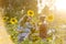 Parents showing sunflower to daughter at farm