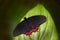 Parides erithalion, variable cattleheart, is a North and South America butterfly. Red and black insect sitting on the leaves in