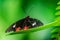 Parides iphidamas butterfly, with open wings on a green leaf