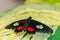 Parides iphidamas, the Iphidamas cattleheart butterfly