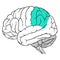 Parietal lobe of human brain anatomy side view flat