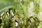 Parietaria judaica Spreading pellitory leaves. 2
