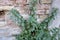 Parietaria officinalis attached old wall