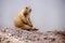 Paririe dog seated and wainting on the rocks with white background