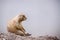 Paririe dog seated and wainting on the rocks with white background