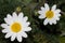 Paris daisies Argyranthemum frutescens.