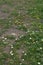 Paris daisies Argyranthemum frutescens white flowers and Tanger reichardie Reichardia tingitana yellow flowers.