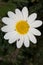 Paris daisy Argyranthemum frutescens.