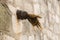 Paris, France, March 26, 2017: Jean Marais sculpture `Le Passe-Muraille` Man Who Walked through Walls, 1989 on