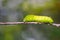 Paris Peacock caterpillar