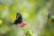 Paris Peacock Papilio paris Butterfly