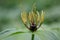 Paris quadrifolia. Flower close-up of the poisonous plant, herb-paris or the knot of true lovers