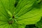 Paris quadrifolia. Flower close-up of the poisonous plant, herb-paris or the knot of true lovers. Blooming grass Paris.