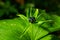 Paris quadrifolia, Herb Paris. Wild plant shot in summer