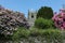 Parish Church of St. Neot peeping through flowering oleander, Cornwall UK