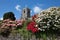 Parish Church of St. Neot rising above flowering oleander, Cornwall UK