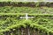 Parish Jesus in the Garden of Olives. Outer walls covered by climbing plants