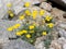 Parish\'s Poppy - Eschscholzia parishii